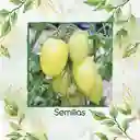 33 Semillas Orgánicas De Tomate Cremoso Blanco