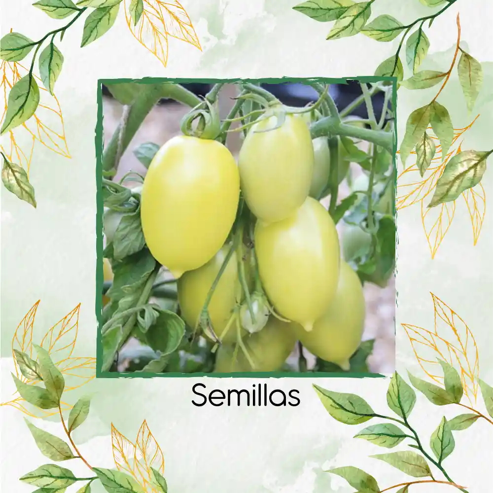 130 Semillas Orgánicas De Tomate Cremoso Blanco