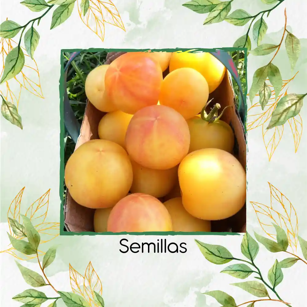 17 Semillas Orgánicas De Tomate Melocotón
