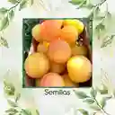 130 Semillas Orgánicas De Tomate Melocotón