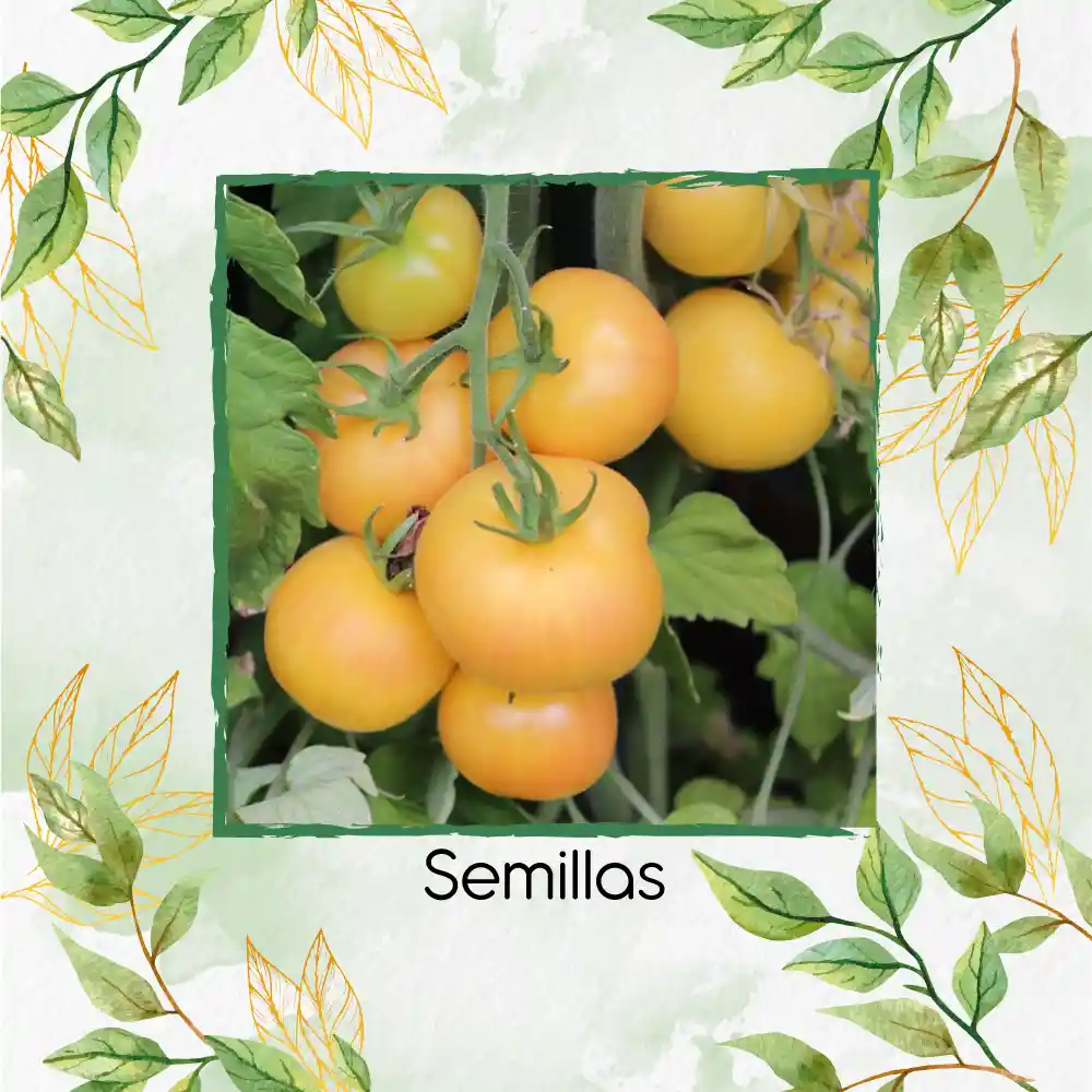 130 Semillas Orgánicas De Tomate Melocotón