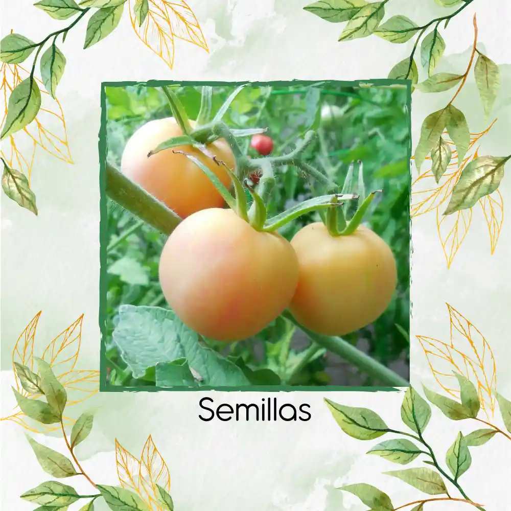 130 Semillas Orgánicas De Tomate Melocotón