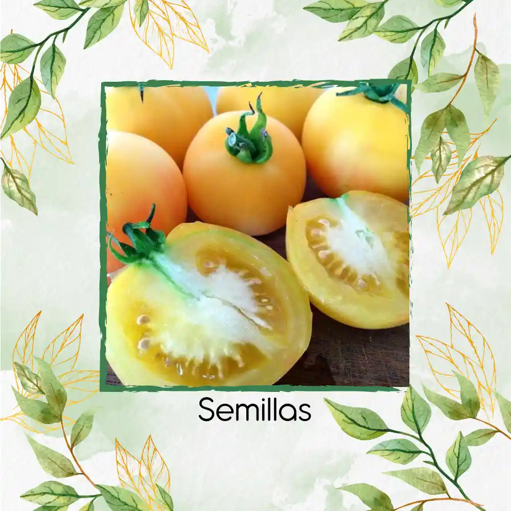 130 Semillas Orgánicas De Tomate Melocotón