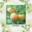 325 Semillas Orgánicas De Tomate Melocotón