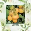 325 Semillas Orgánicas De Tomate Melocotón