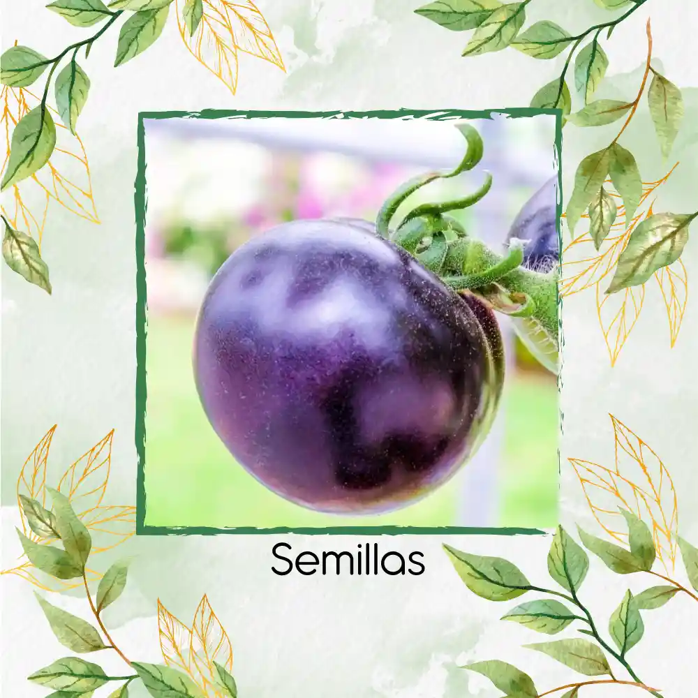 17 Semillas Orgánicas De Tomate Morado