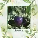 17 Semillas Orgánicas De Tomate Morado