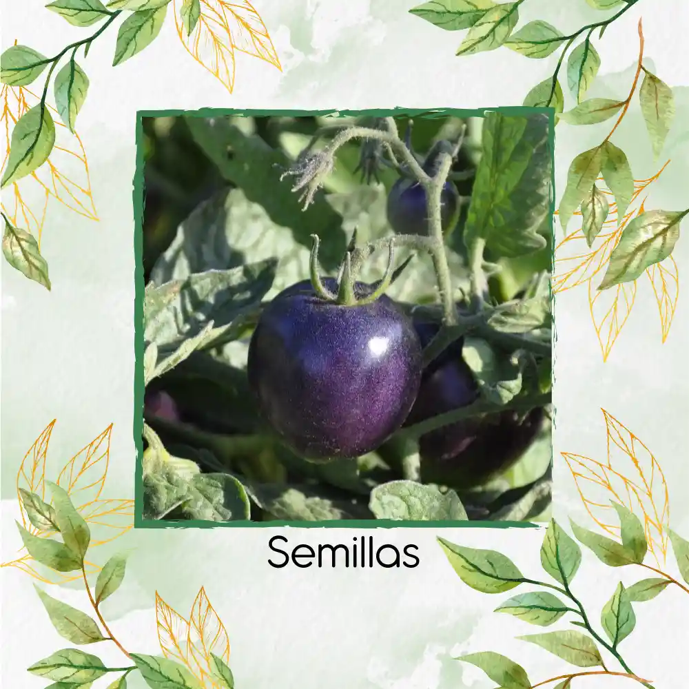 17 Semillas Orgánicas De Tomate Morado