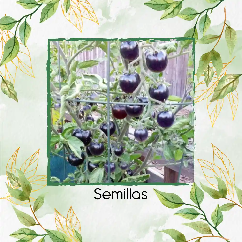 33 Semillas Orgánicas De Tomate Morado