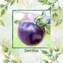 325 Semillas Orgánicas De Tomate Morado