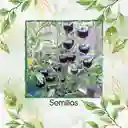 325 Semillas Orgánicas De Tomate Morado