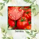 17 Semillas Orgánicas De Tomate Sandía