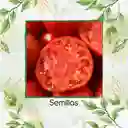 33 Semillas Orgánicas De Tomate Sandía
