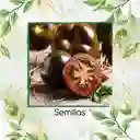 17 Semillas Orgánicas De Tomate Tula Bicolor Negro