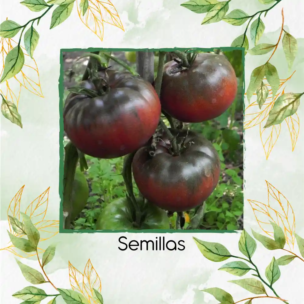 17 Semillas Orgánicas De Tomate Tula Bicolor Negro