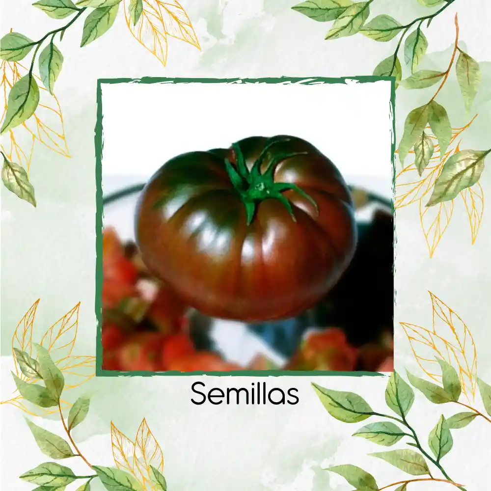 33 Semillas Orgánicas De Tomate Tula Bicolor Negro