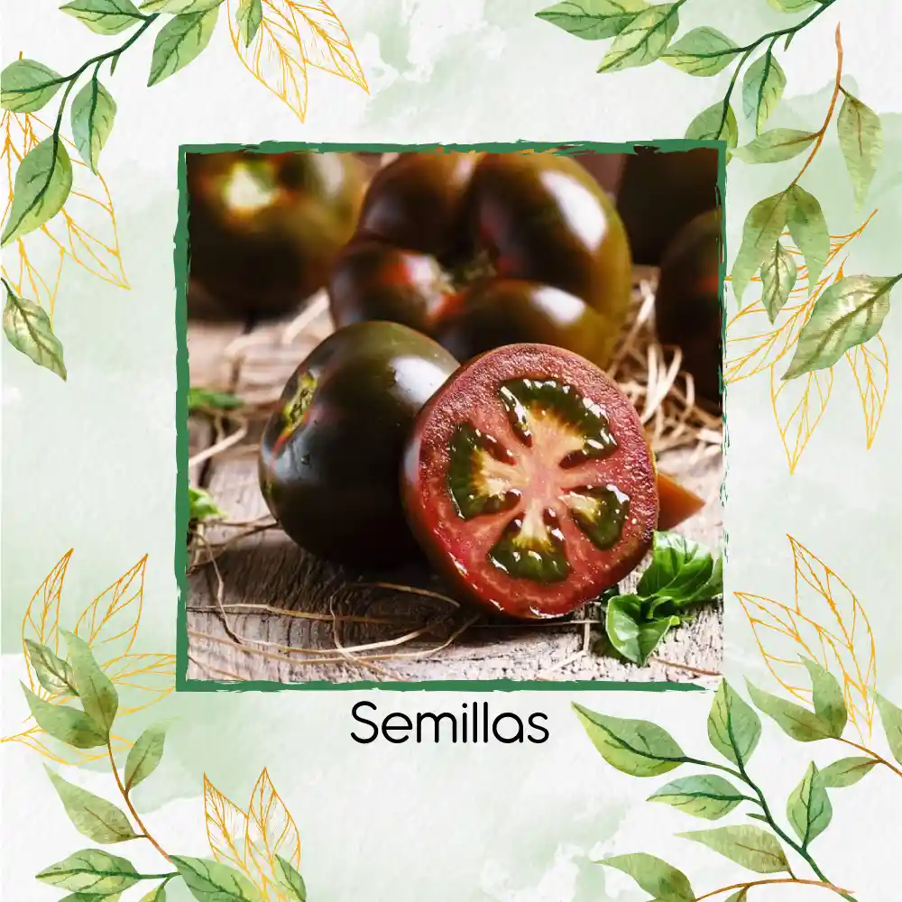 1.300 Semillas Orgánicas De Tomate Tula Bicolor Negro