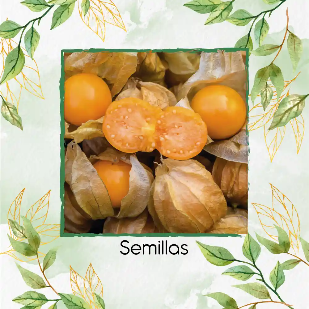 160 Semillas Orgánicas De Tomatillo Mexicano Naranja