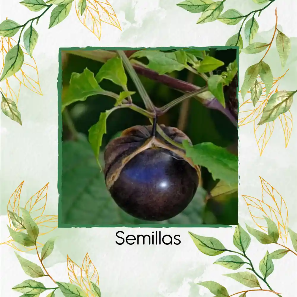 20 Semillas Orgánicas De Tomatillo Mexicano Morado