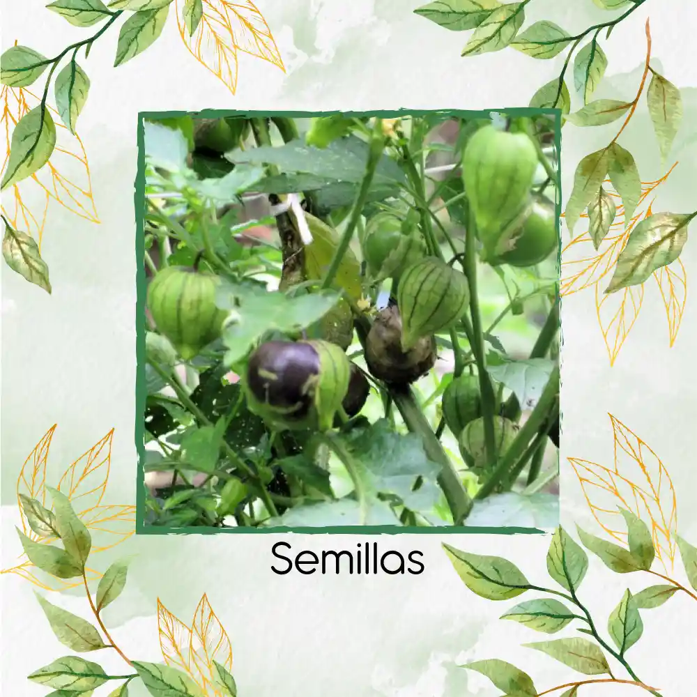 20 Semillas Orgánicas De Tomatillo Mexicano Morado