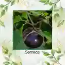 80 Semillas Orgánicas De Tomatillo Mexicano Morado