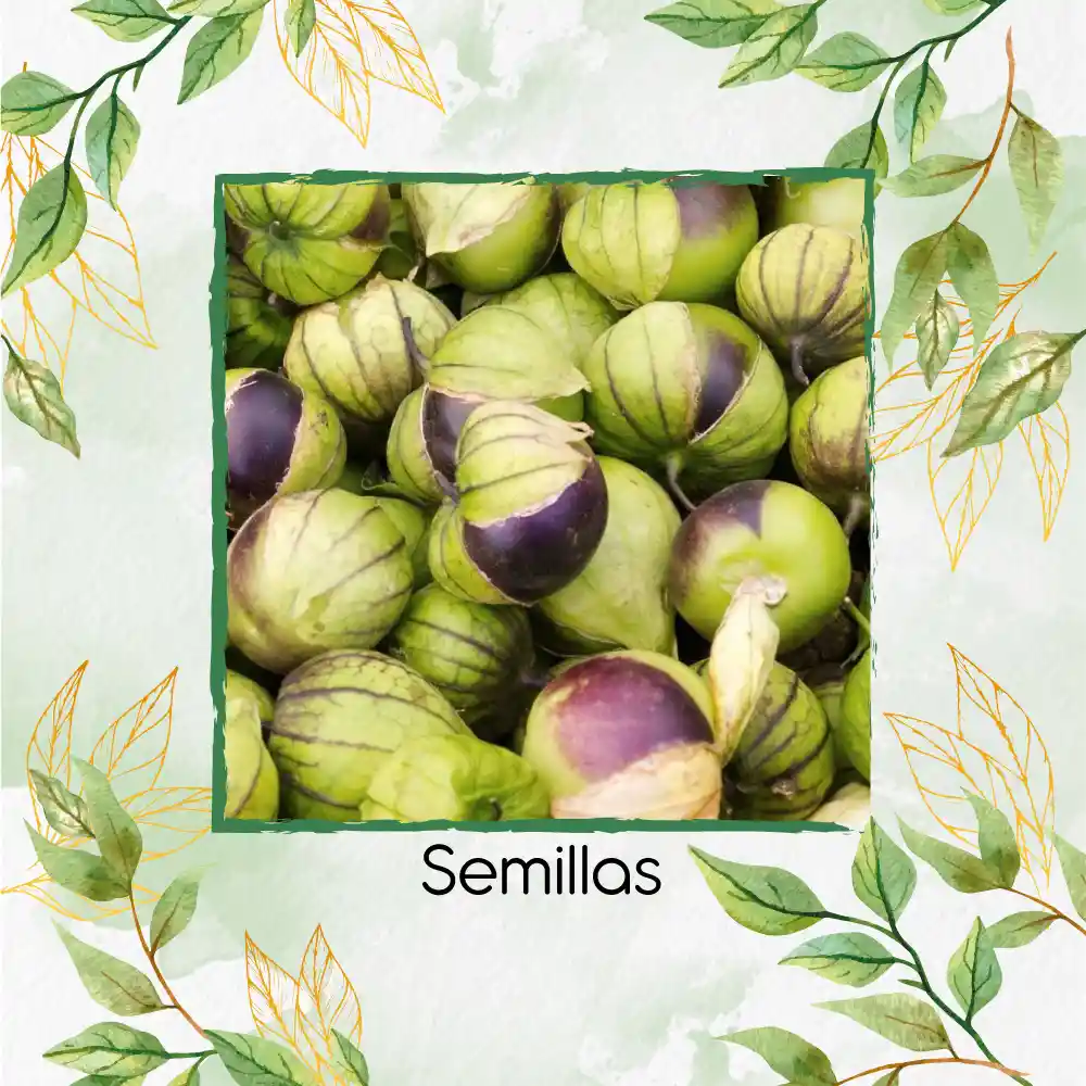 80 Semillas Orgánicas De Tomatillo Mexicano Morado