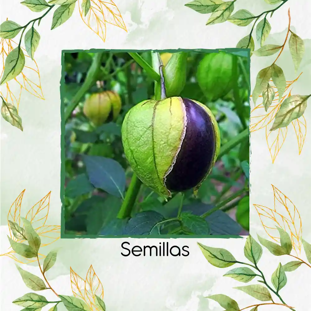 800 Semillas Orgánicas De Tomatillo Mexicano Morado