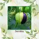 1.600 Semillas Orgánicas De Tomatillo Mexicano Morado