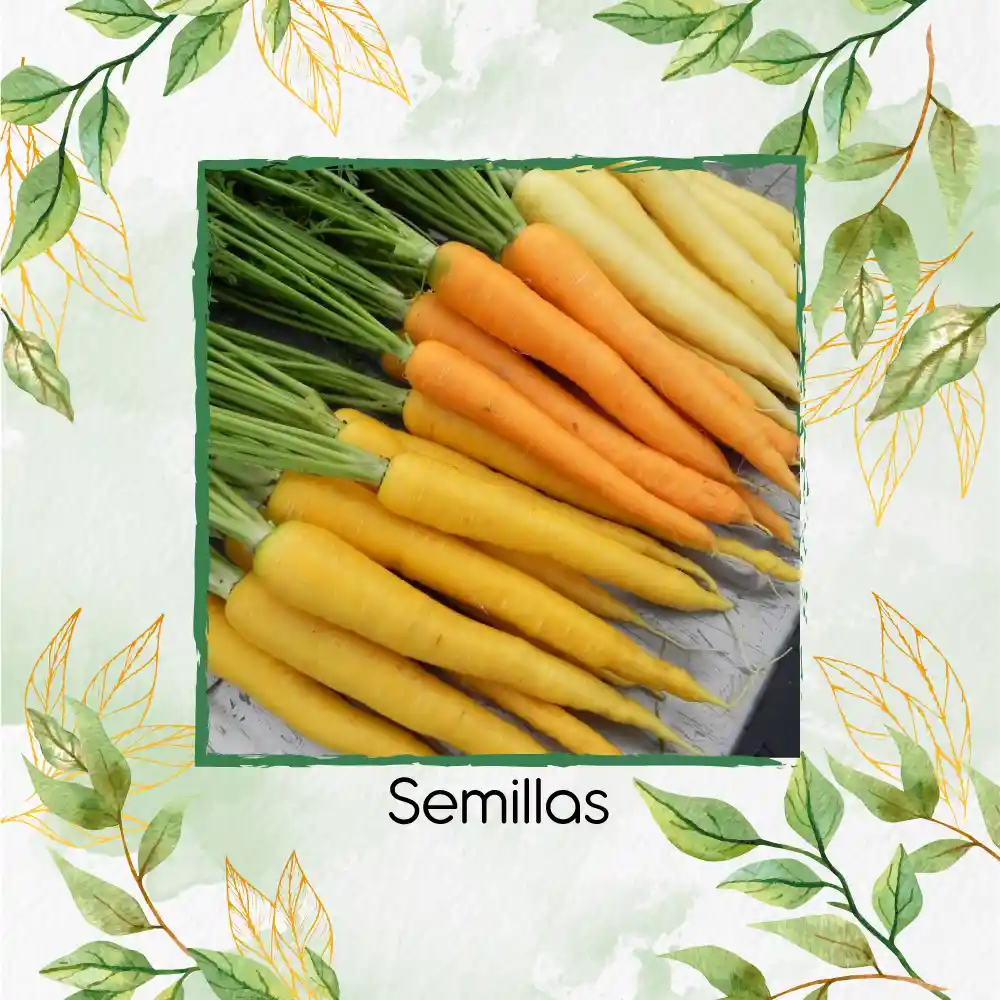 800 Semillas Orgánicas De Zanahoria De Colores