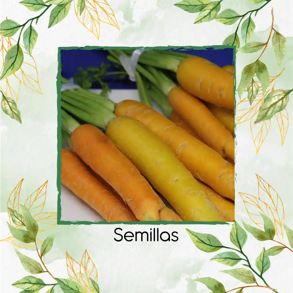 800 Semillas Orgánicas De Zanahoria De Colores