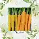 800 Semillas Orgánicas De Zanahoria De Colores