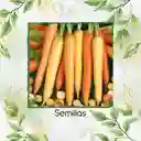 4.000 Semillas Orgánicas De Zanahoria De Colores