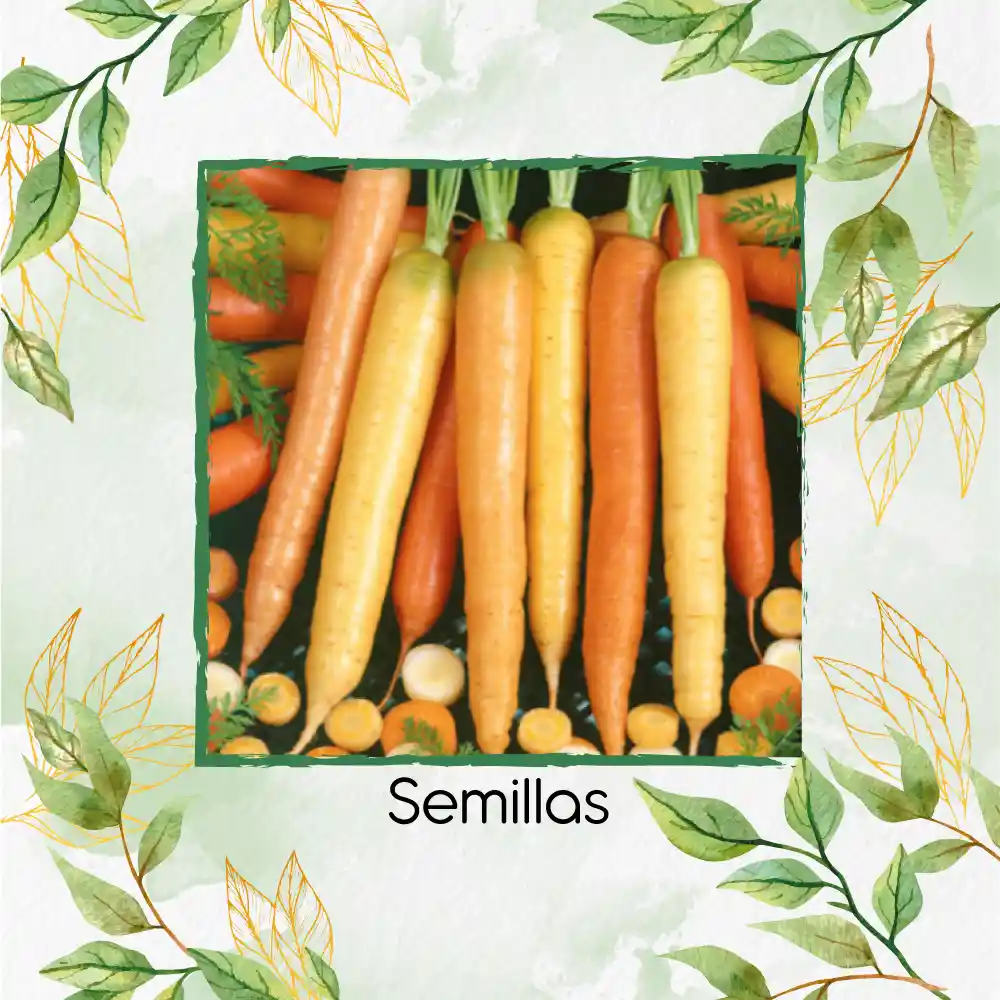 4.000 Semillas Orgánicas De Zanahoria De Colores