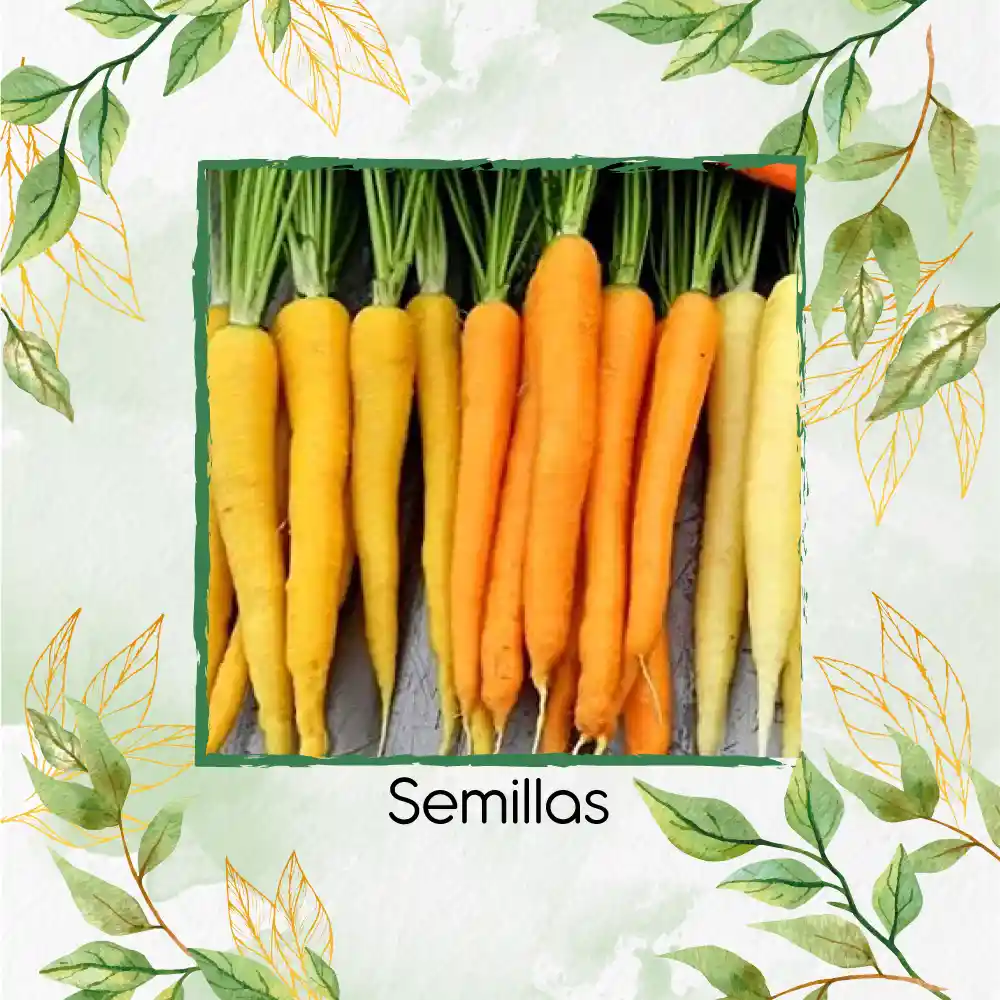 8.000 Semillas Orgánicas De Zanahoria De Colores
