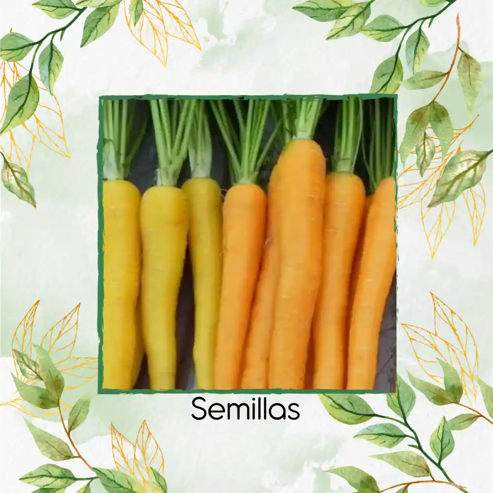 8.000 Semillas Orgánicas De Zanahoria De Colores