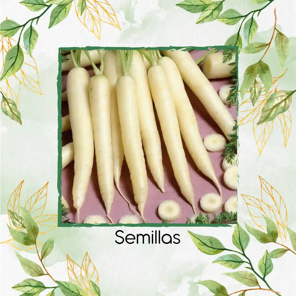100 Semillas Orgánicas De Zanahoria Lunar Blanca