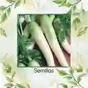 400 Semillas Orgánicas De Zanahoria Lunar Blanca