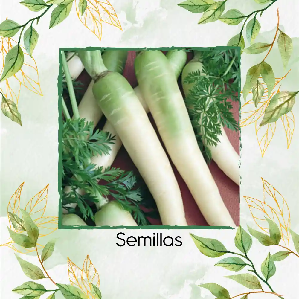 400 Semillas Orgánicas De Zanahoria Lunar Blanca