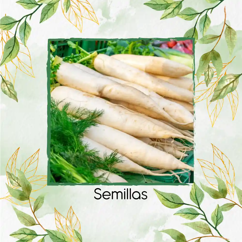 800 Semillas Orgánicas De Zanahoria Lunar Blanca