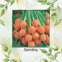 200 Semillas Orgánicas De Zanahoria Pulgarcita