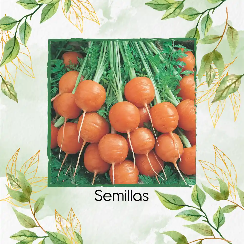200 Semillas Orgánicas De Zanahoria Pulgarcita