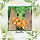 200 Semillas Orgánicas De Zanahoria Pulgarcita