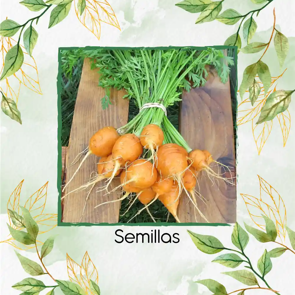 200 Semillas Orgánicas De Zanahoria Pulgarcita