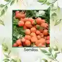 200 Semillas Orgánicas De Zanahoria Pulgarcita