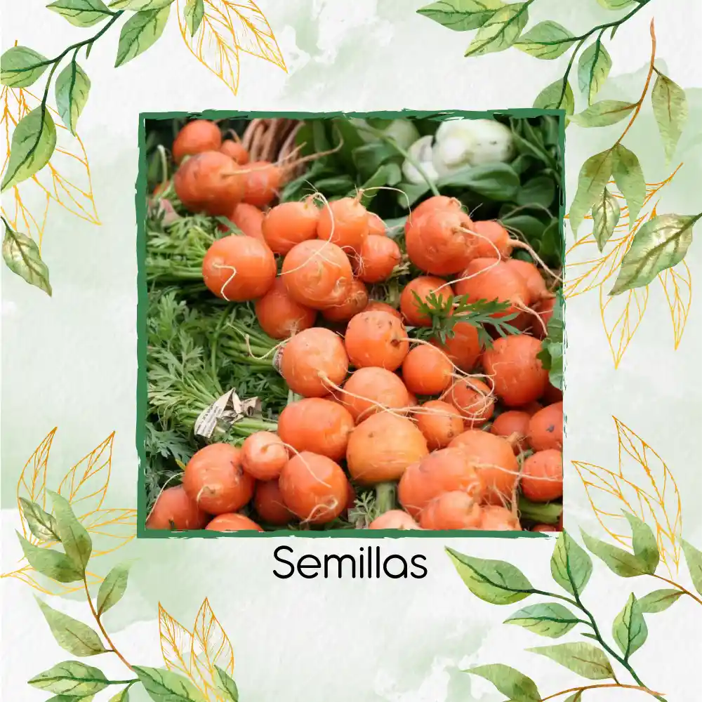 4.000 Semillas Orgánicas De Zanahoria Pulgarcita