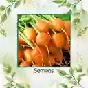 4.000 Semillas Orgánicas De Zanahoria Pulgarcita