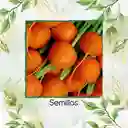 8.000 Semillas Orgánicas De Zanahoria Pulgarcita