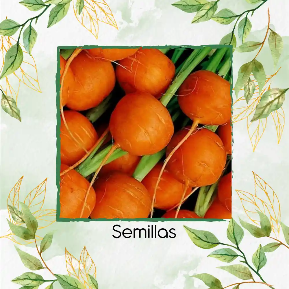 8.000 Semillas Orgánicas De Zanahoria Pulgarcita