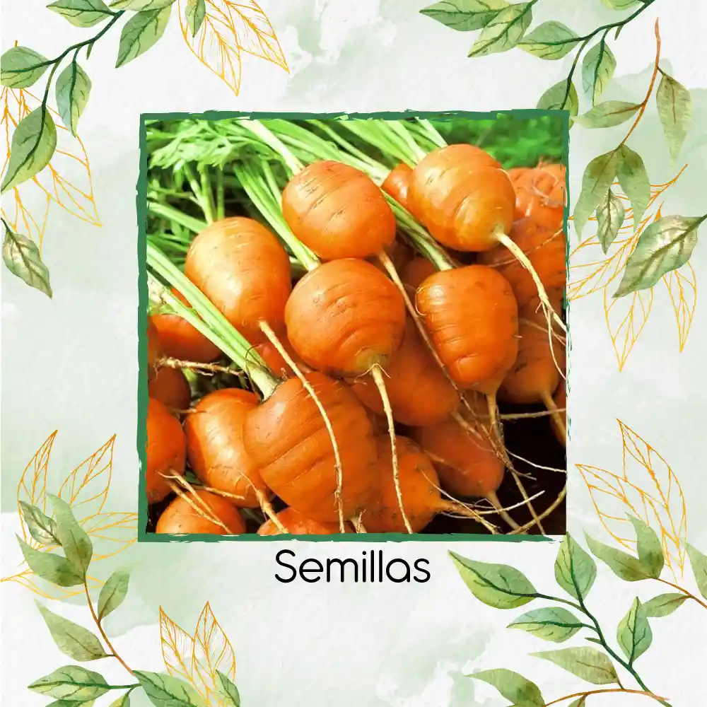 8.000 Semillas Orgánicas De Zanahoria Pulgarcita