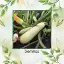 8 Semillas Orgánicas De Zucchini Blanco